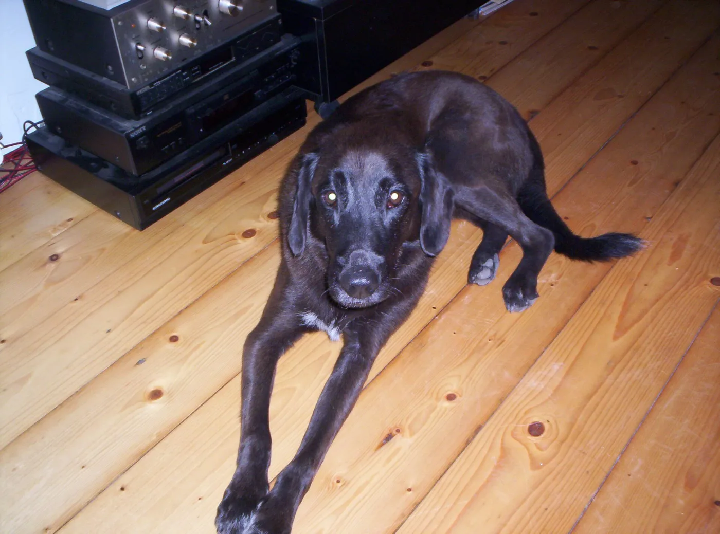 Een hond ligt ontspannen op een houten plankenvloer in de woonkamer